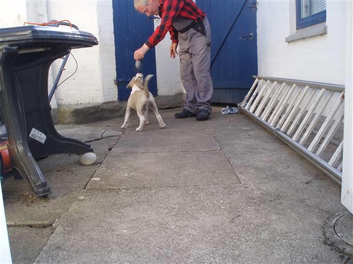 Amerikansk bulldog Hector billede 6