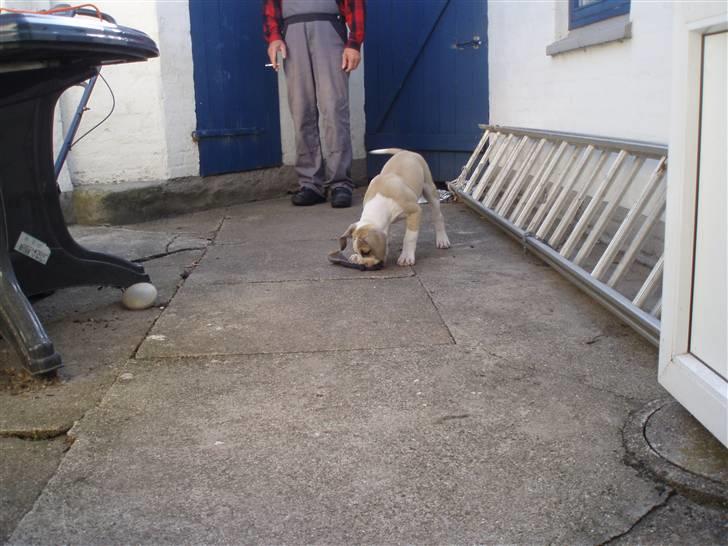 Amerikansk bulldog Hector billede 7