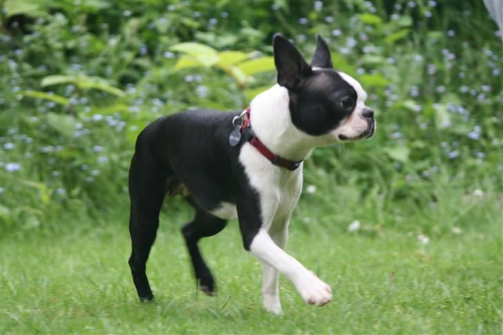 Boston terrier Lilly billede 1