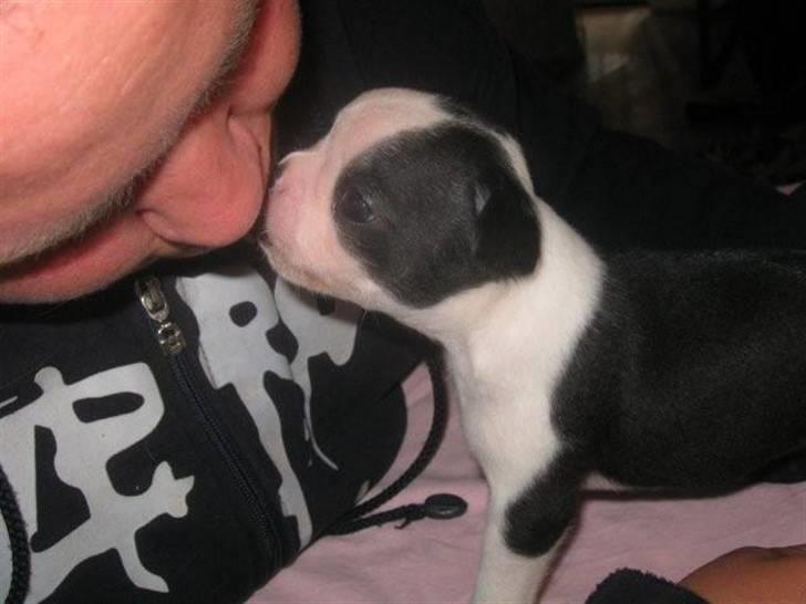 Boston terrier Lilly billede 2