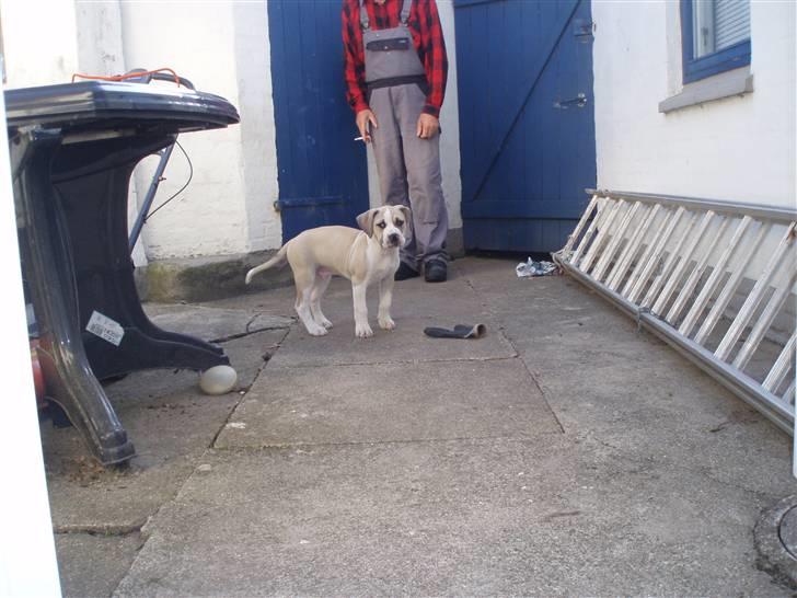 Amerikansk bulldog Hector billede 8