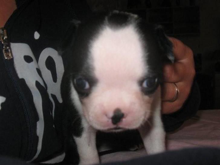 Boston terrier Lilly billede 3