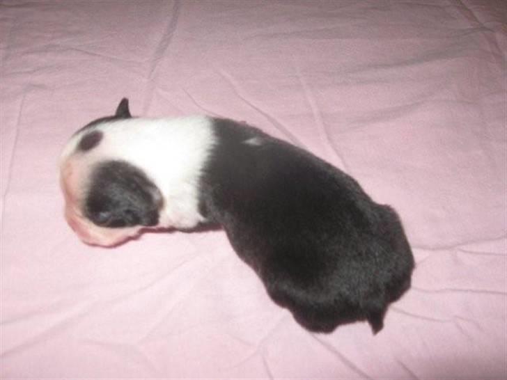 Boston terrier Lilly billede 4