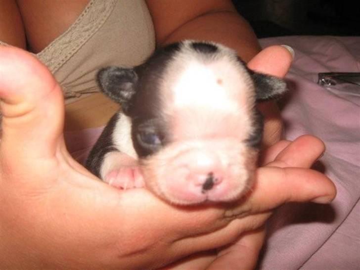 Boston terrier Lilly billede 5