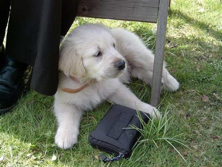 Golden retriever Luca - Det er hårdt at lege. billede 7