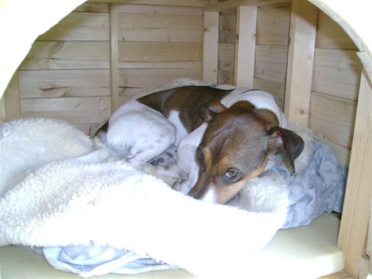 Jack russell terrier Jackie - Tager lige en hyggestund i mit nye hundehus... billede 13