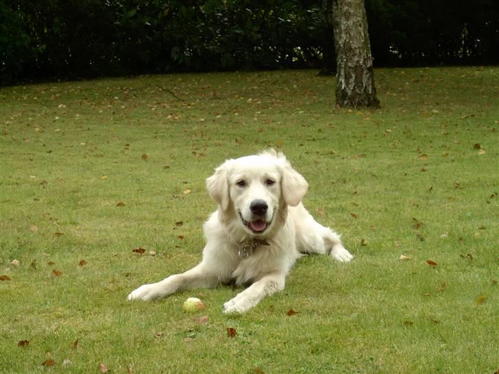 Golden retriever Luca - Æbler smager bare godt. billede 9