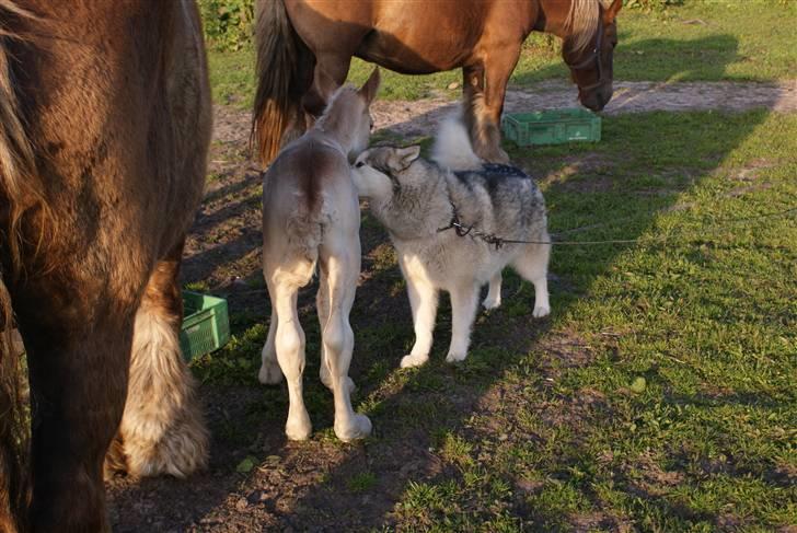 Alaskan malamute Nukka - en ny ven billede 13