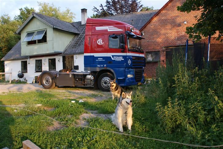Alaskan malamute Nukka - Nukka og Basse billede 14