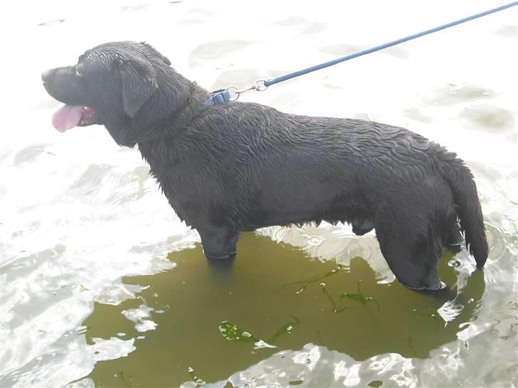 Labrador retriever Jack. R.I.P billede 7