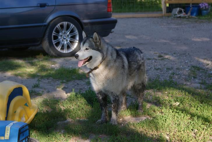 Alaskan malamute Nukka - Nukka i et lidt muddersort version. billede 15