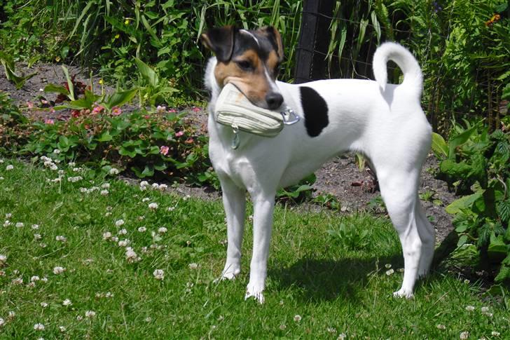 Dansk svensk gaardhund Jack russell Cookie billede 1