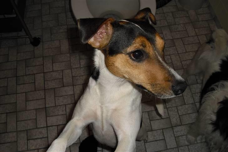 Dansk svensk gaardhund Jack russell Cookie billede 2