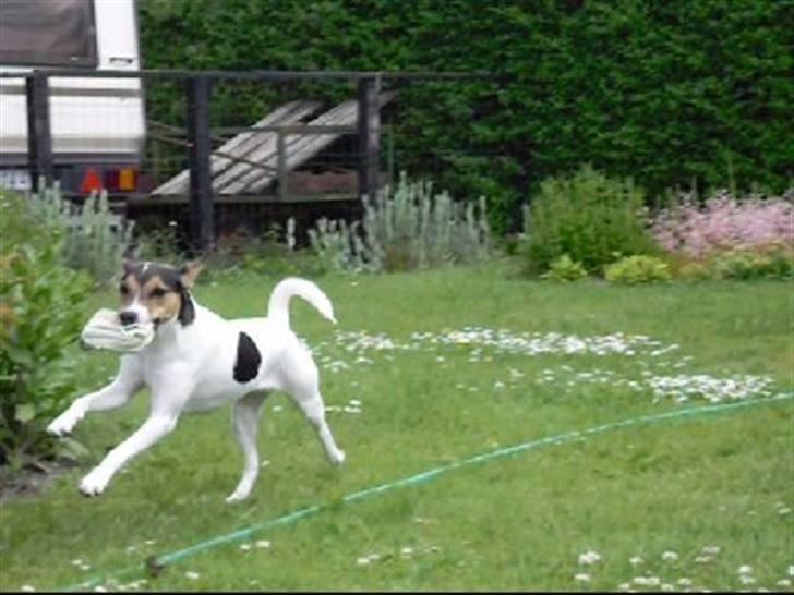 Dansk svensk gaardhund Jack russell Cookie billede 3