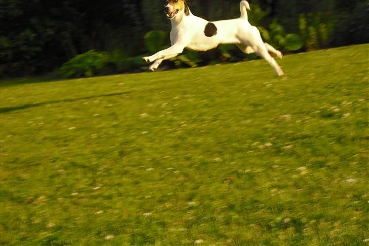 Dansk svensk gaardhund Jack russell Cookie billede 4