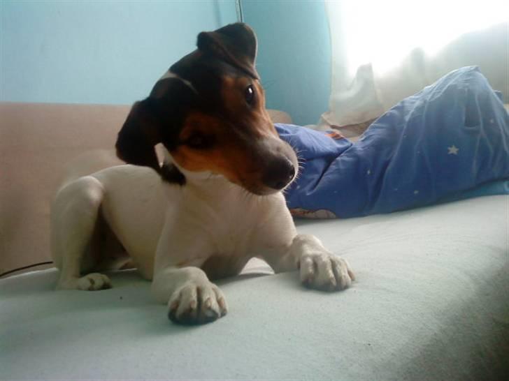 Dansk svensk gaardhund Jack russell Cookie billede 6