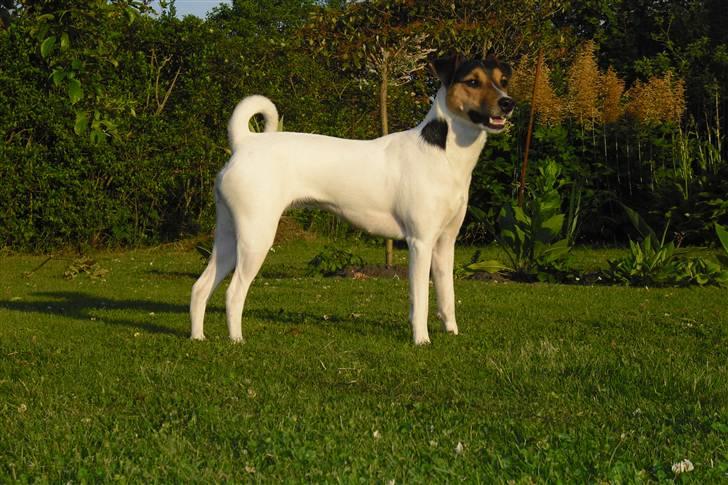 Dansk svensk gaardhund Jack russell Cookie billede 7