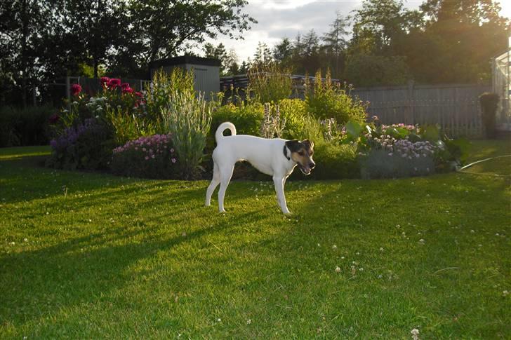 Dansk svensk gaardhund Jack russell Cookie billede 8