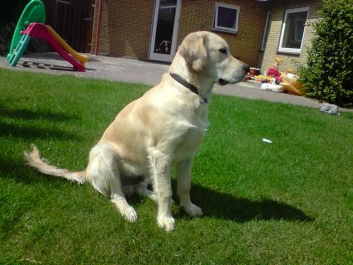 Golden retriever Buller  - store stolte buller (6 måneder)  billede 1