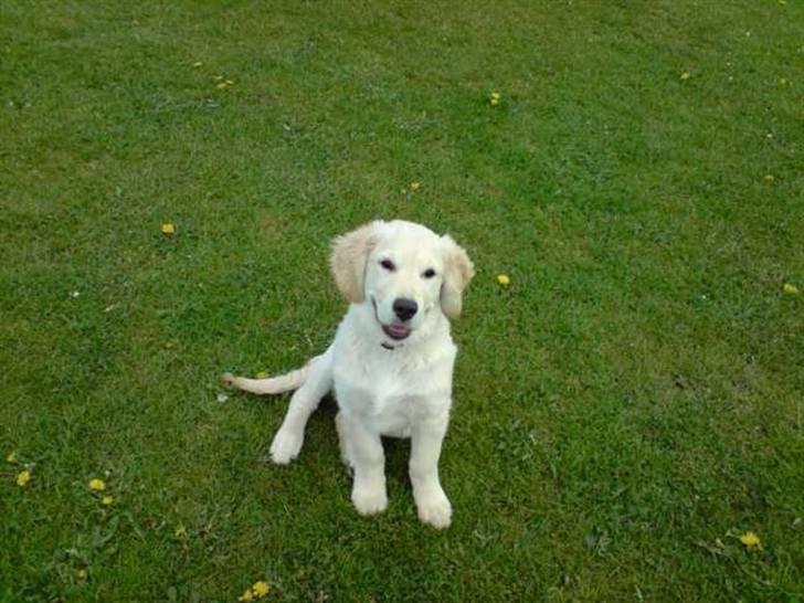 Golden retriever Buller  - Hvad kigger du på (lille hvalp) billede 2
