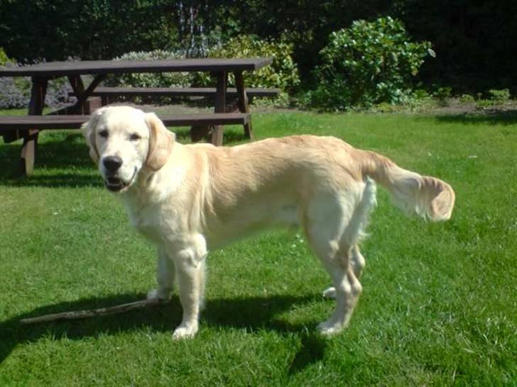 Golden retriever Buller  - Hvad venter du på kast pinden(: billede 3