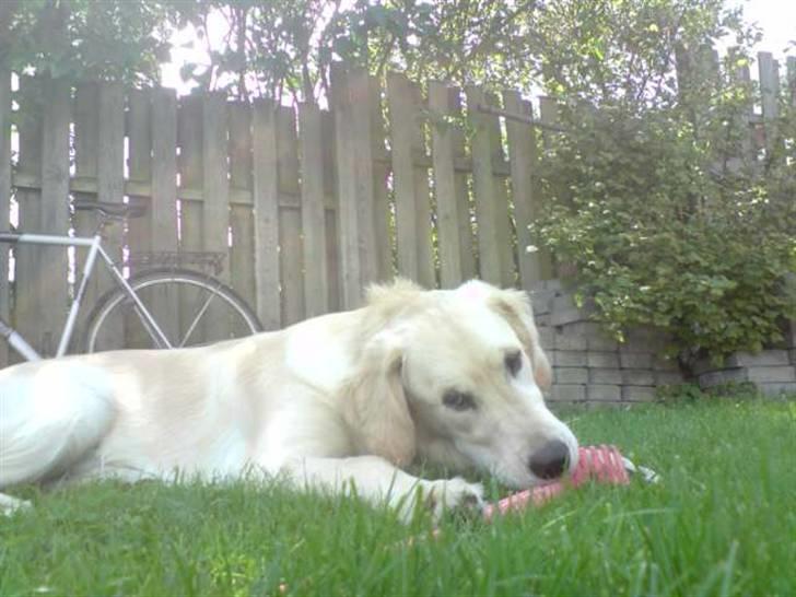 Golden retriever Buller  - tag dig i agt det er min rive ! billede 4