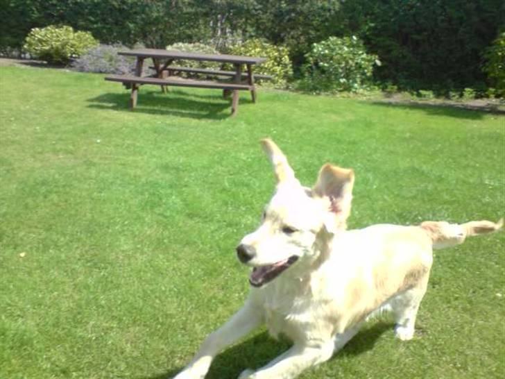 Golden retriever Buller  - hubla billede 5