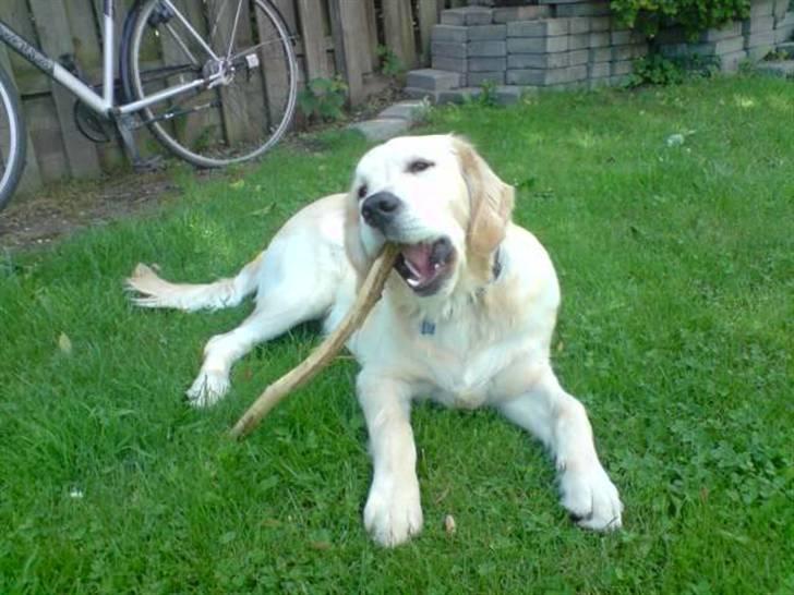 Golden retriever Buller  - arrg den sidder fast igen ! billede 6