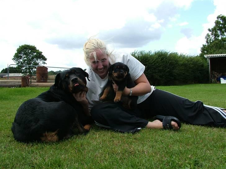 Rottweiler Qato - 31.07.08 Chili, Qato og Jeg billede 11