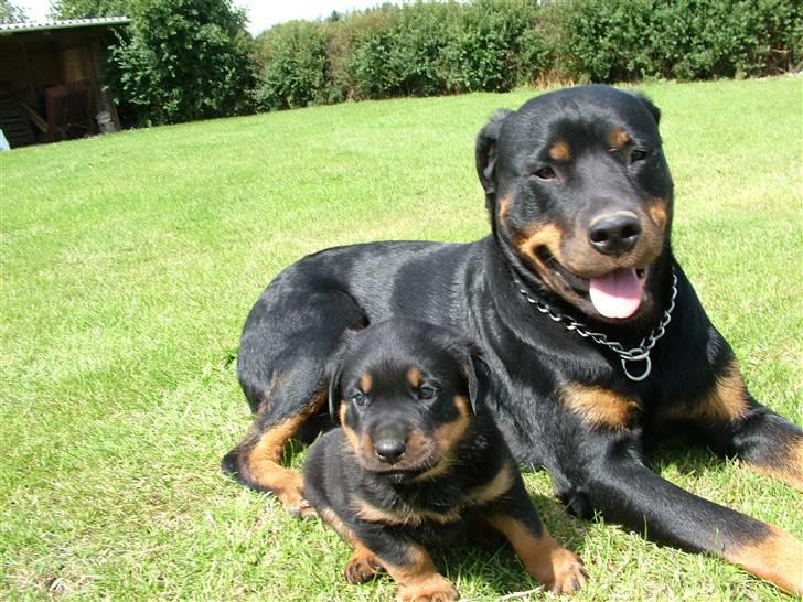 Rottweiler Qato - Mor og Søn billede 12