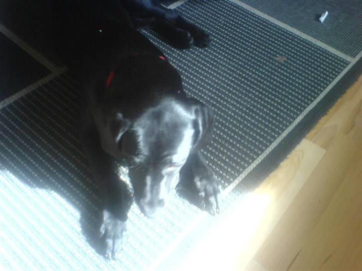Blanding af racer Abby Labrador/Rottweiler - Abby der får en velfortjent slapper hjemme på stue gulvet i den rare sol :P billede 18