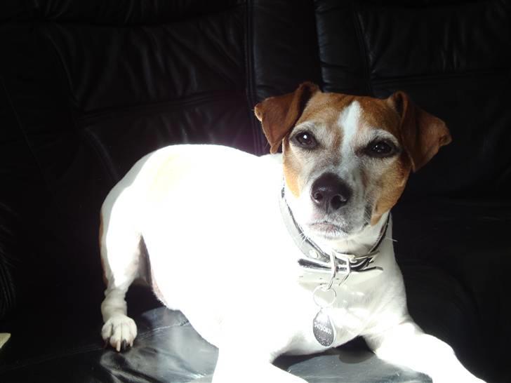 Blanding af racer Plet - Plet inde i sofaen; billede 16