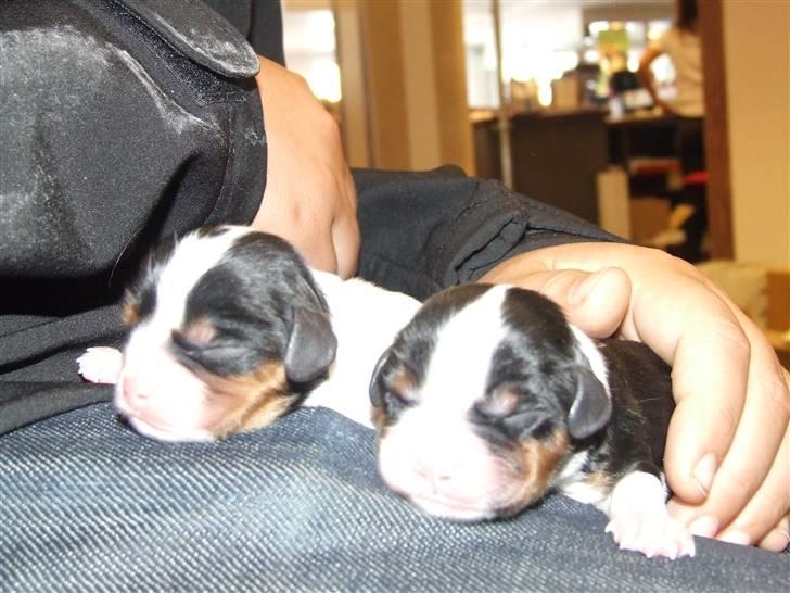 King charles spaniel Nørgaards Frække Frida billede 1