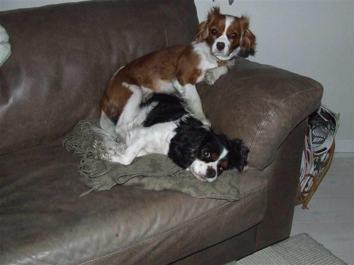 King charles spaniel Nørgaards Frække Frida billede 2