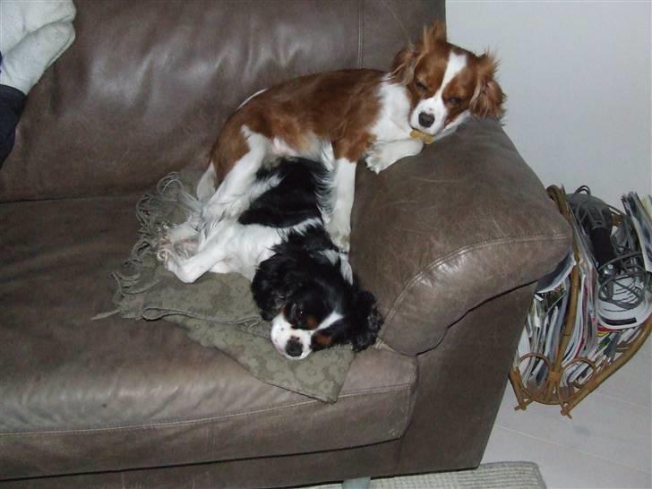 King charles spaniel Nørgaards Frække Frida billede 3