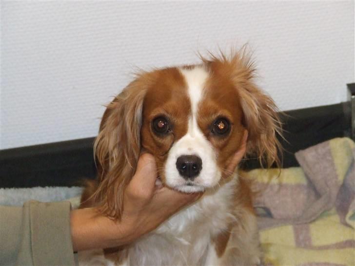 King charles spaniel Nørgaards Frække Frida billede 4