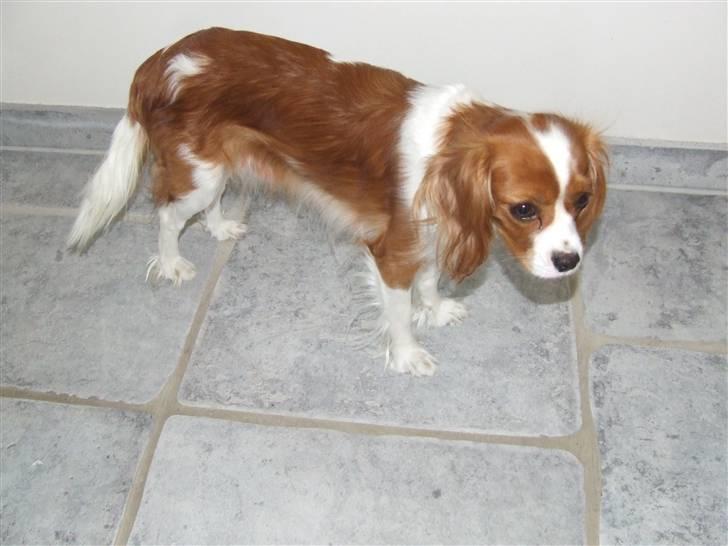 King charles spaniel Nørgaards Frække Frida billede 5