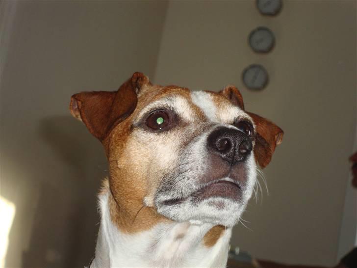 Blanding af racer Plet - ´´Den stolte Plet´´ ;D billede 17