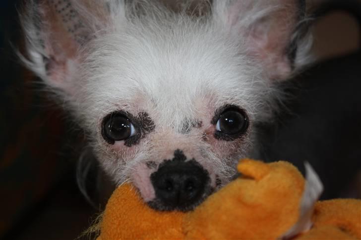 Chinese crested hårløs Aicia billede 11