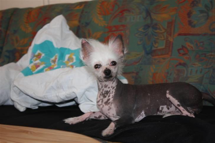 Chinese crested hårløs Aicia billede 12