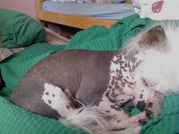 Chinese crested hårløs Aicia billede 13