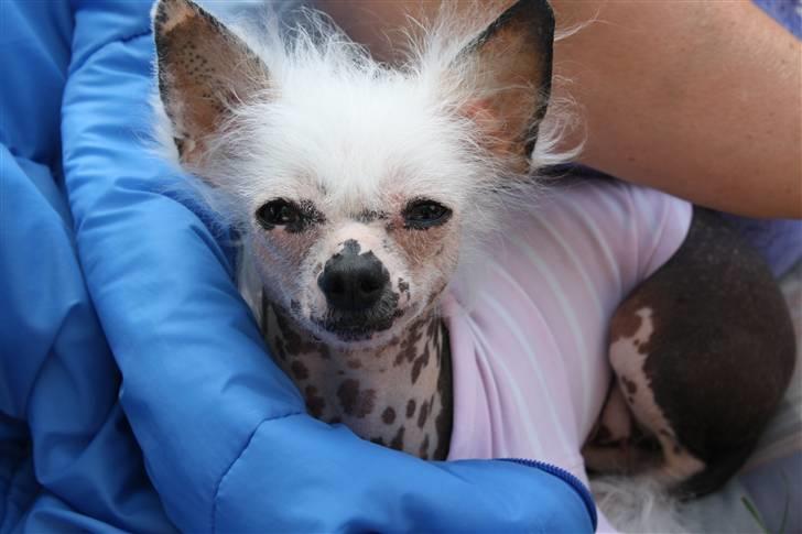 Chinese crested hårløs Aicia billede 14