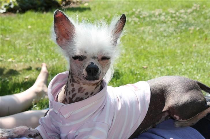 Chinese crested hårløs Aicia billede 15