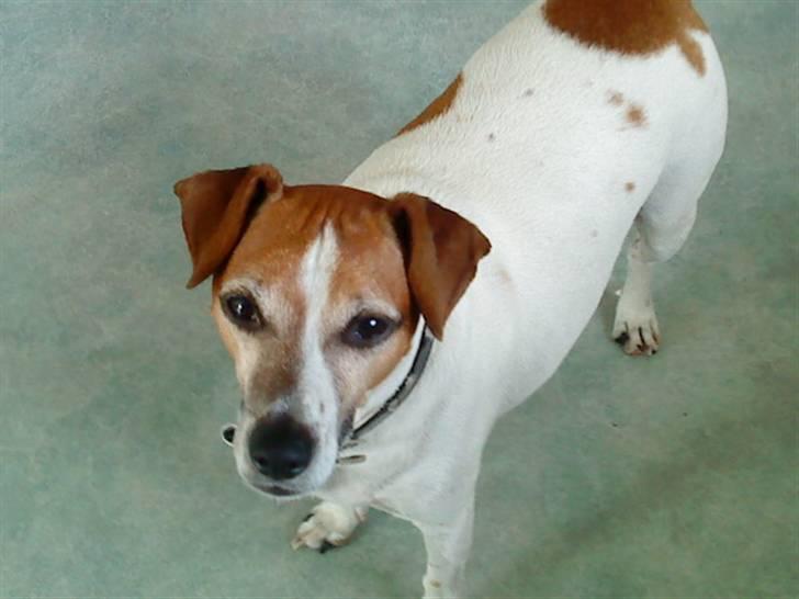 Blanding af racer Plet billede 18