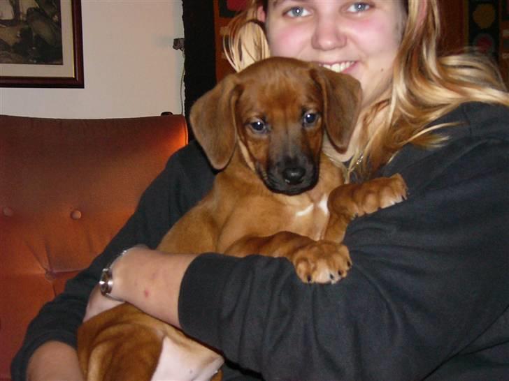 Rhodesian ridgeback laura - laura den dag vi hentede hende oppe ved lone lorenzen i bjergby billede 1