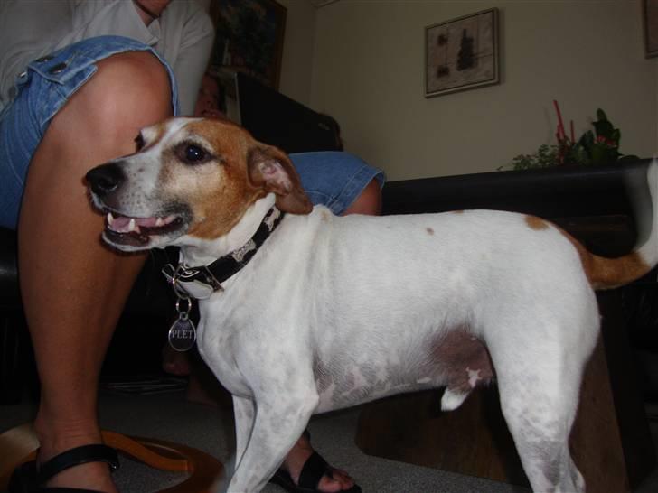 Blanding af racer Plet billede 19