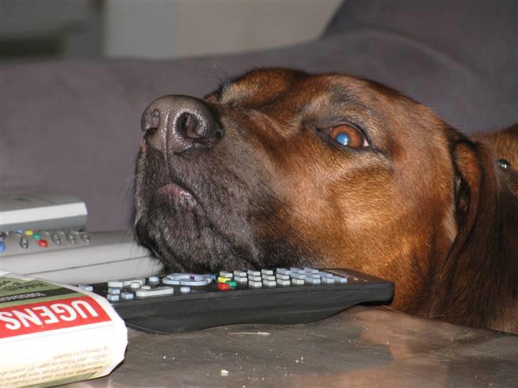 Rhodesian ridgeback laura - laura ligger tit sådan på sofabordet med hovedet også bagenden i sofaen - hun vil bare holde sig vågen billede 2