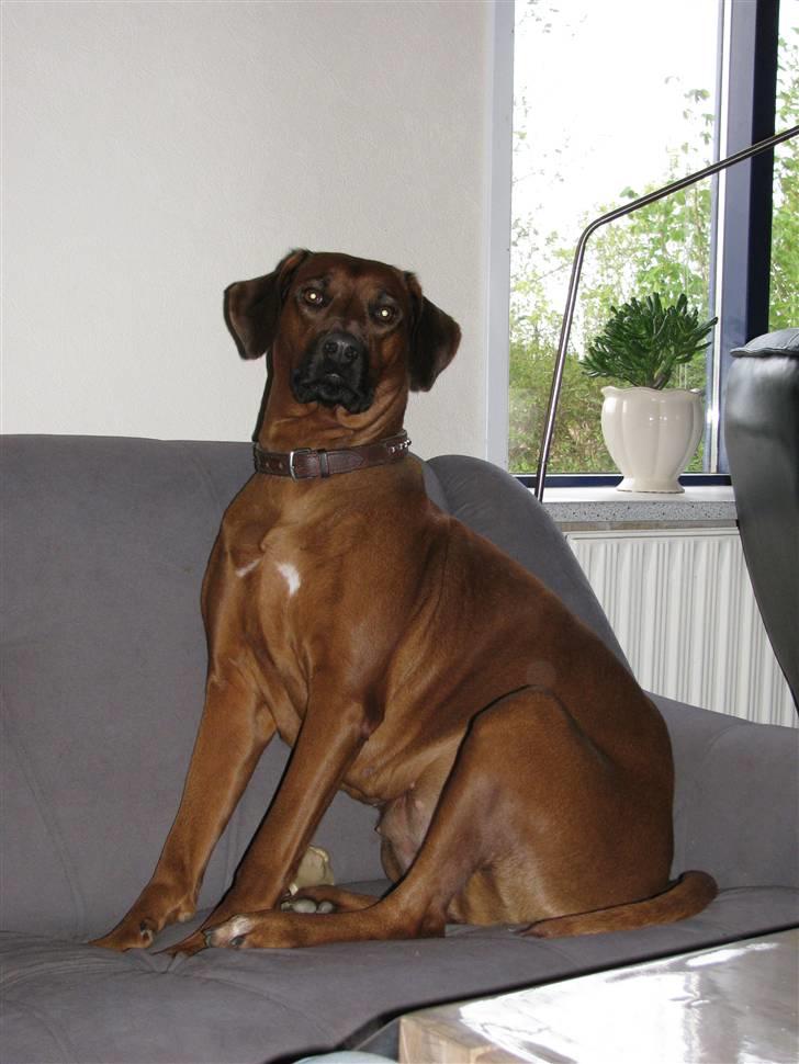 Rhodesian ridgeback laura billede 3