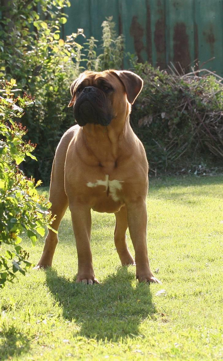 Dogue de bordeaux Saga von Nordniedersachen billede 15