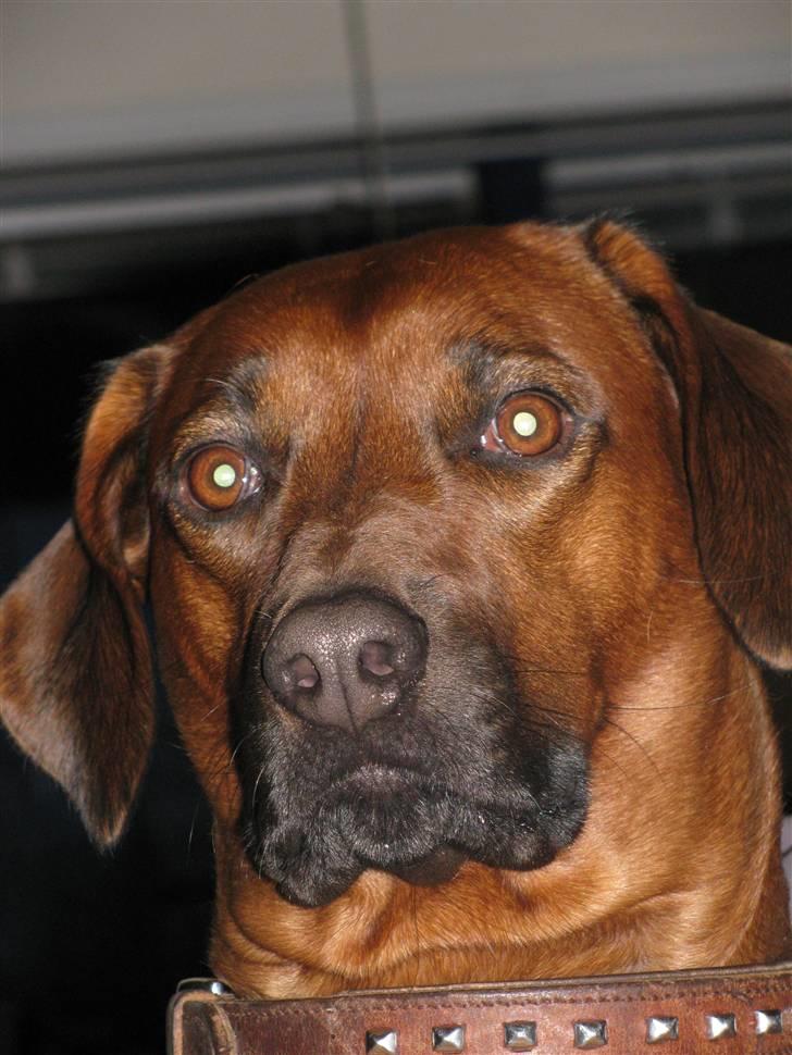 Rhodesian ridgeback laura billede 4